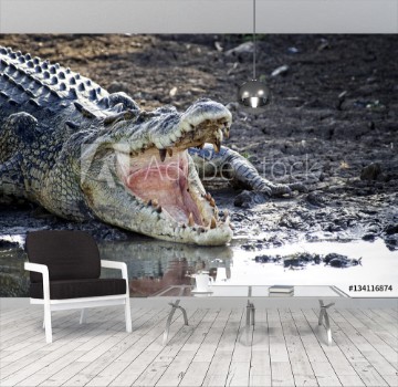 Bild på Australien Saltwater Crocodile on a muddy riverbank